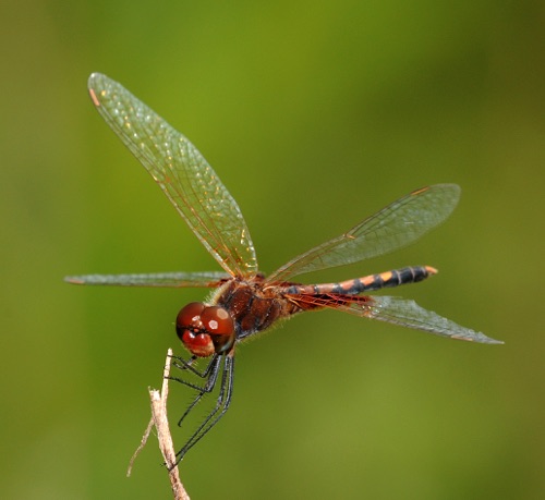 Male
2009_08_09_FL